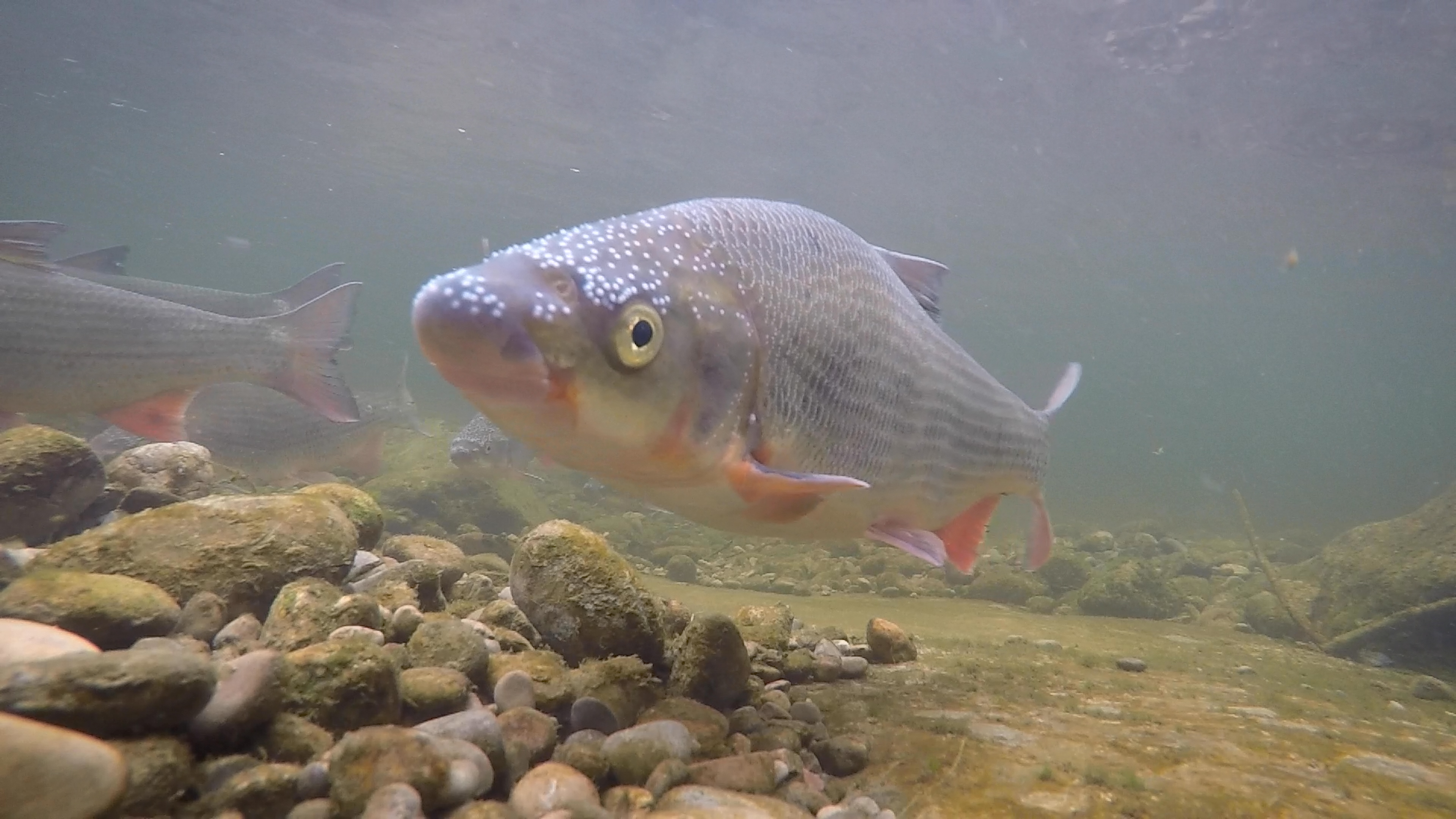 Fische müssen wandern